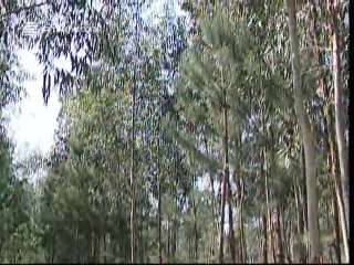 A Alma e a Gente - V #23 - Ver e Pensar em Rio Maior - 24 Jun 2007