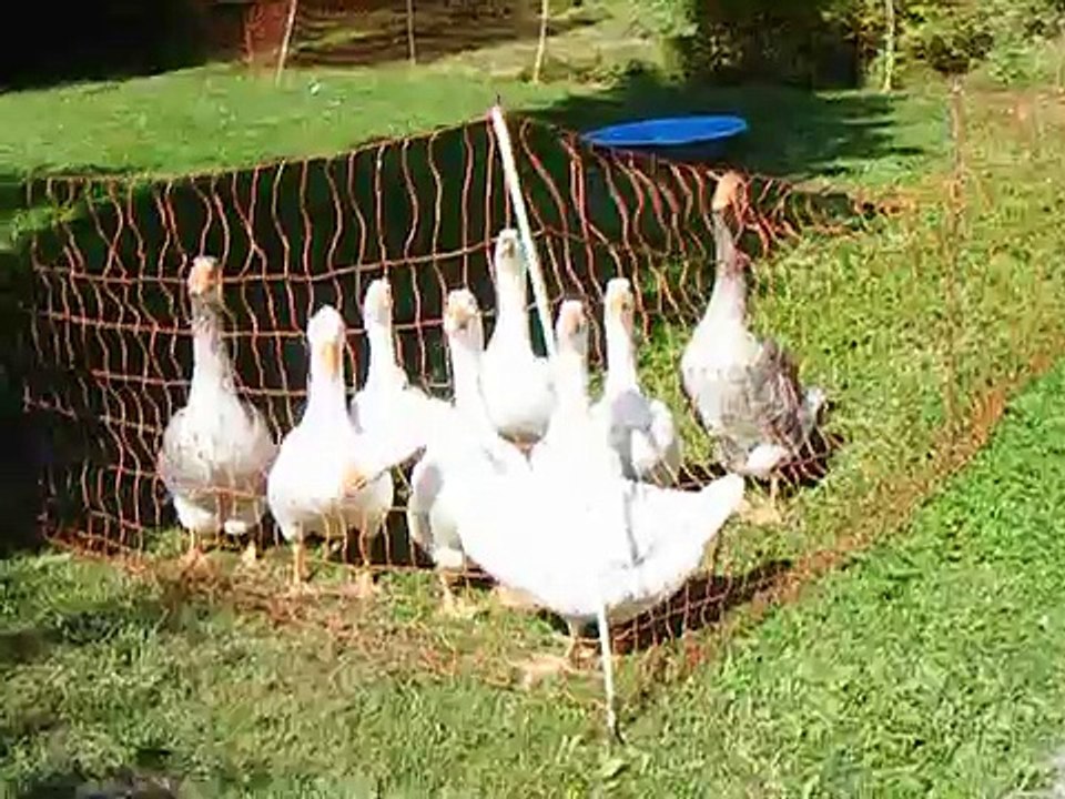 Gans schön aufgeregt