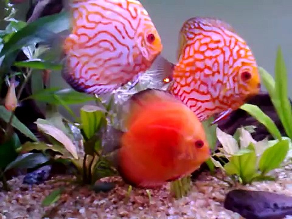 Hari's Discus- a fresh look!