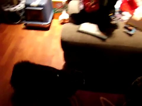 my female dog humping my male cat