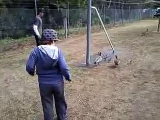 Trying to catch a baby duck