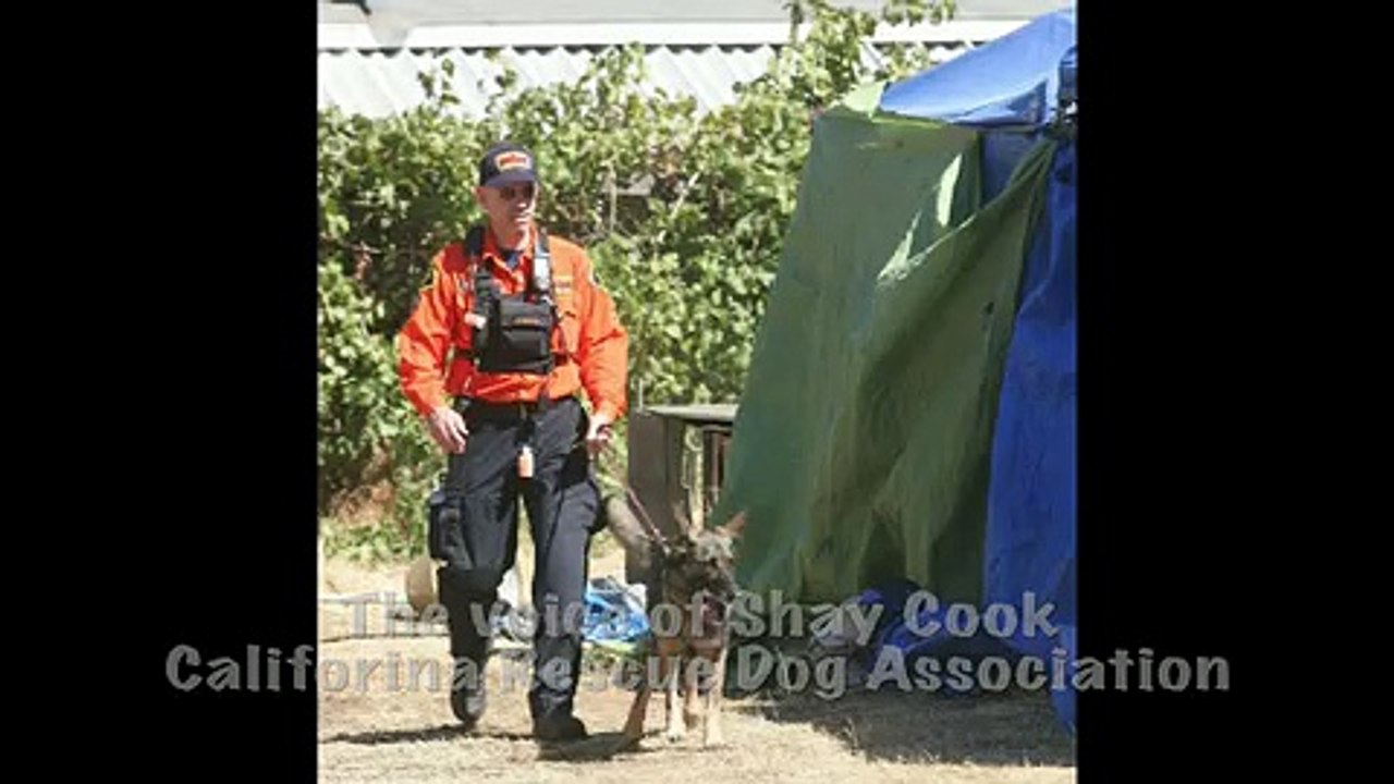 Cadaver Dogs