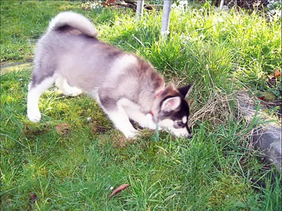 Siberian Husky Aska