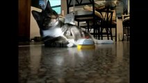 Cat rings service bell and eats her meal