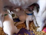 Labrador Puppies Nursing at 4 weeks old