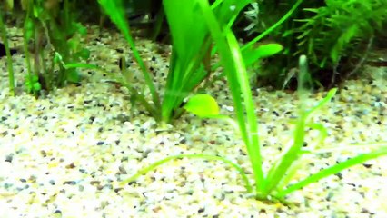 200 subscribers thank you and big update 4th of July edition