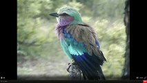 Lilac-breasted roller preening