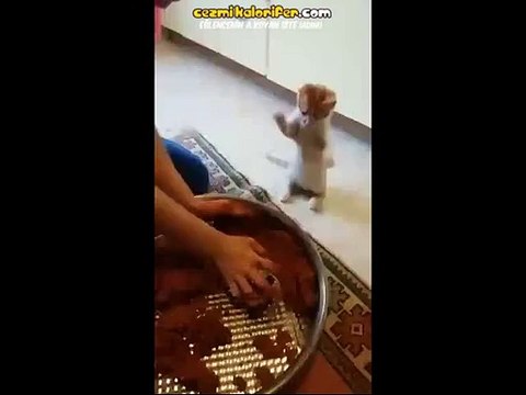 Çiğ Köfte Yoğrulurken Taktik Vermeye Çalışan Kedi