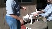 Taping A Bull Terrier's Ears