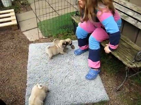 mops mopsvalpar pug carlino puppy