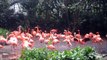 Pink flamingos on lake in rainforest. Park of birds. Singapore.