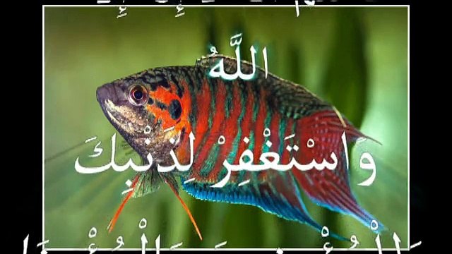 new islamic miracle أغرب عجائب الدنيا وغرائب العالم ومشاهد عجيبة لااله الا الله