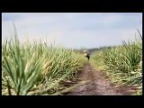 Horodynsky Farms - Onion Farming and Harvesting in Canada
