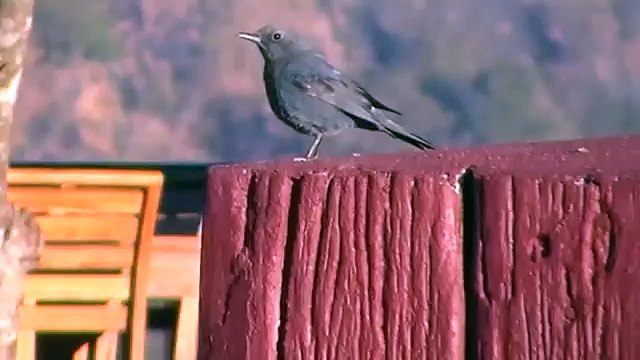 Blue Rock Thrush video