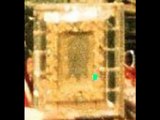 The True Veronica Veil Discovered Worlds Oldest Photograph
