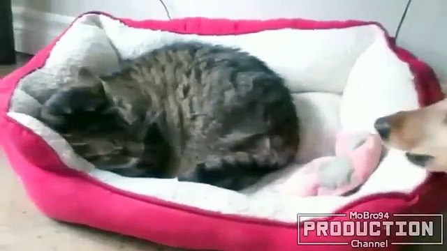 Animals stealing stuff – Funny & cute animals compilation