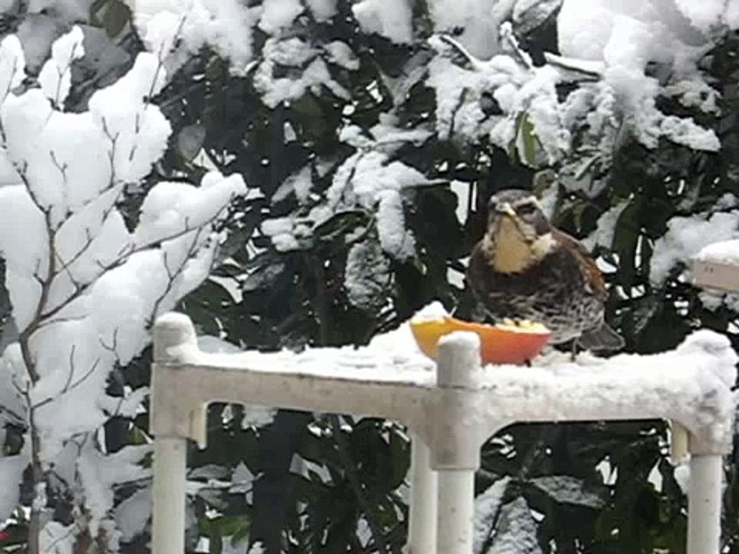 雪とリンゴと鳥