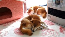 ファンヒーターと柴犬と猫　Heating, Shiba Inu and Cat