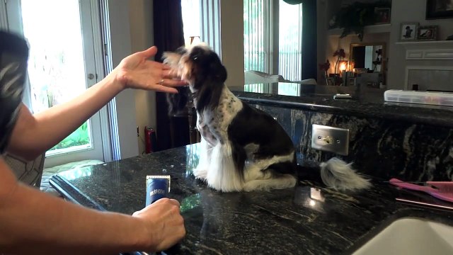 Grooming the Shih Tzu belly and chin