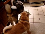 Japanese Akita and Chinese Shar Pei fight over toy