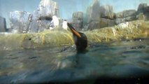 Penguins Feeding (Central Park Zoo)