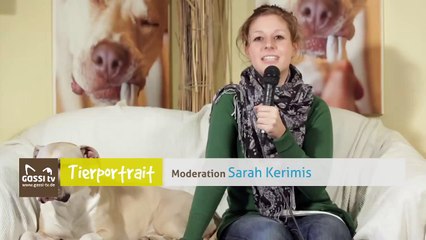 Ratonero Bodeguero Andaluz