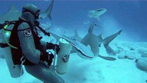 SCUBA diving with bull sharks