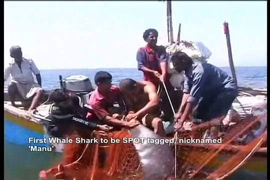 WHALE SHARK CONSERVATION PROJECT
