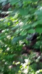 Jungle Fever - Cleveland ohio