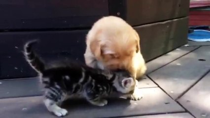 C'est l'amour entre ce chat et ce golden retriever