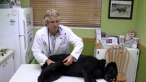 Liver Disease: How To Tell If Your Dog or Cat Has It