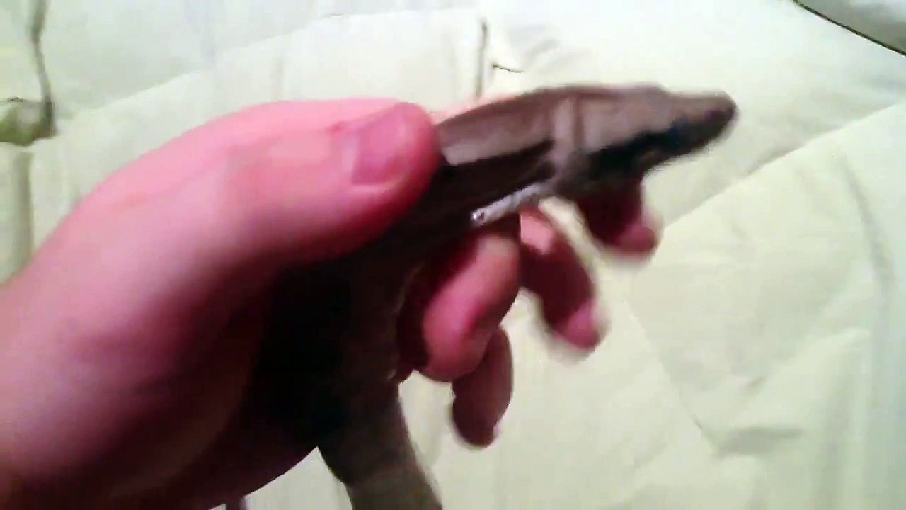 Young Guyana Redtail boa constrictor constrictor