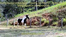 ÍDOLO DA LAGOA GRANDE (PAMPA DE PRETO HOMOZIGOTO)