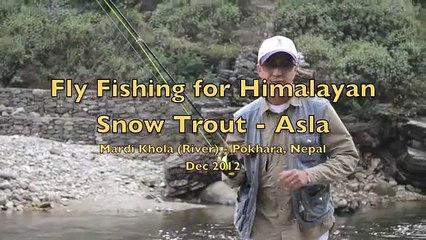 Fly Fishing Asla (Himalayan Snow Trout) In Nepal