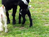 baby goat for sale,, nigerian dwarf