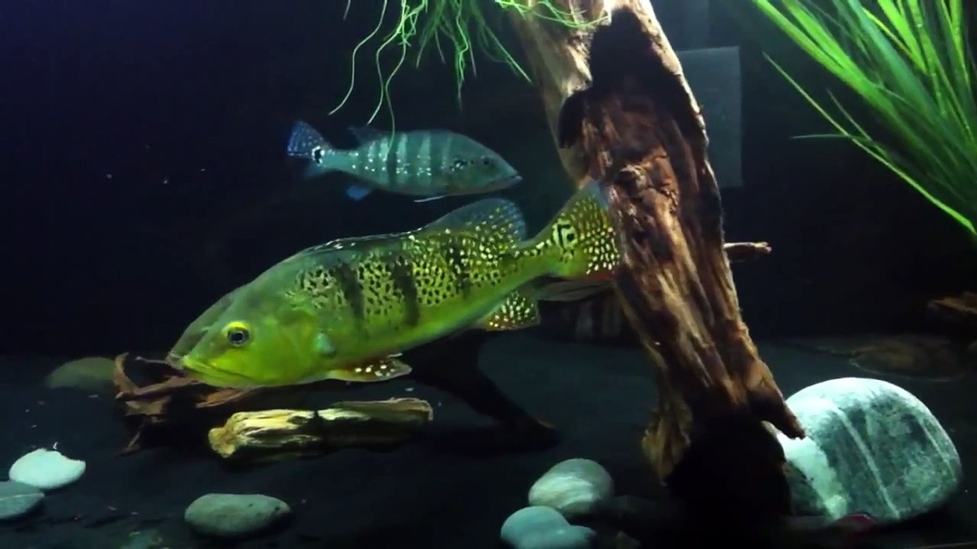 300 gallon Peacock Bass Aquarium