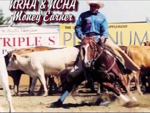 Reining Horse For Sale