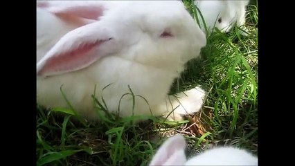 [Conseil Animaux] La reproduction du lapin