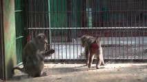 돼지꼬리 원숭이 ( Pig-Tailed Macaque )