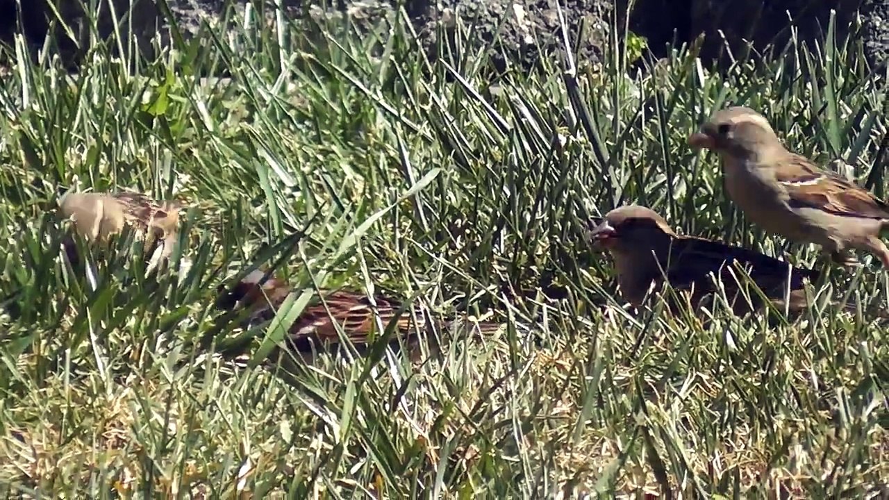 big california rock pigeons / doves - red winged blackbirds - finch - wildlife - nature - birds