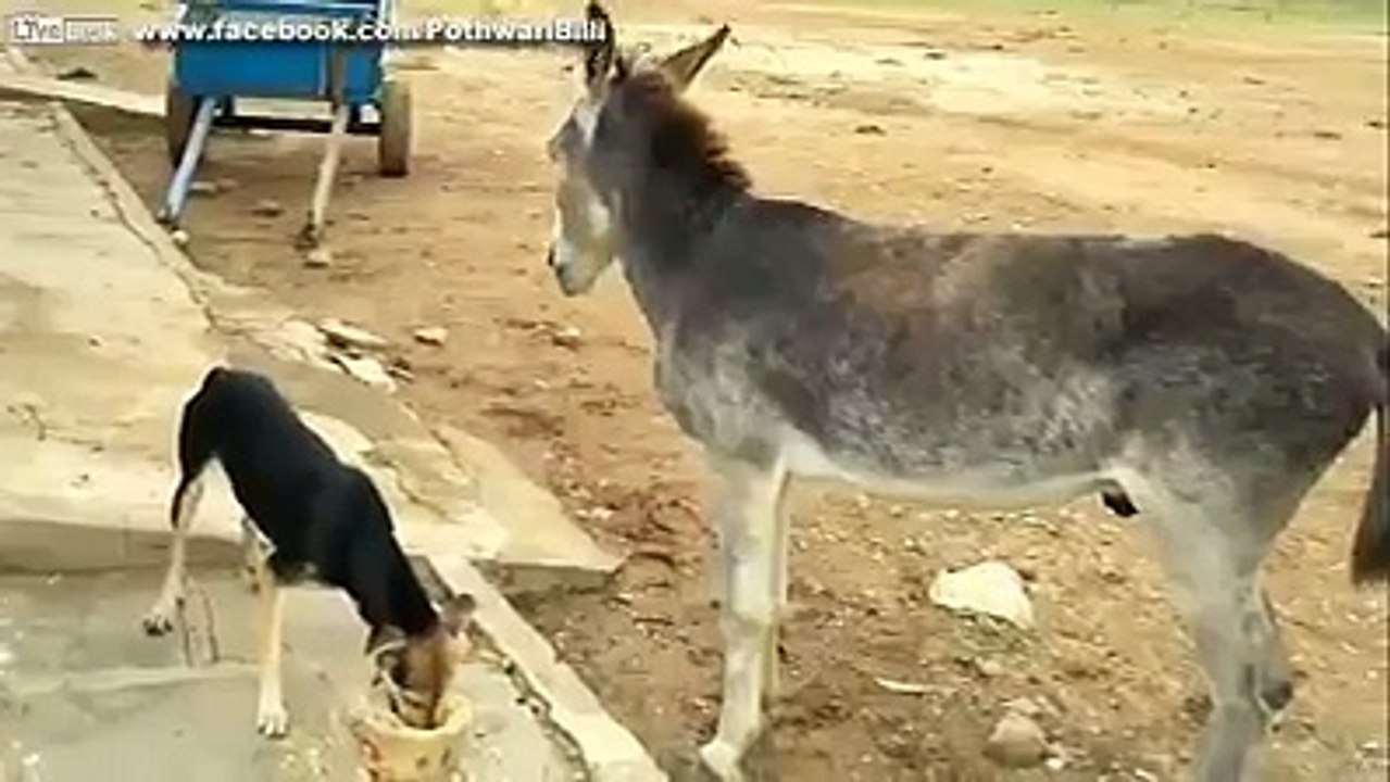 dog and donkey