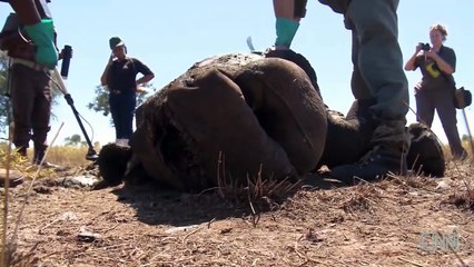 Rhino poaching "relentless" in South  Africa