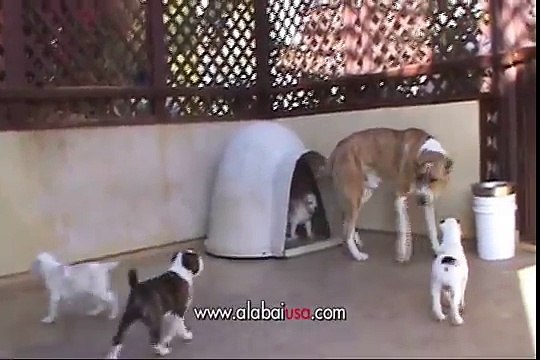 Central Asian Shepherd Alabai Puppies 6 weeks