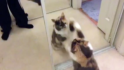 Most violent cat ever!!!