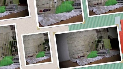 Home Alone 1: The Great Escape!