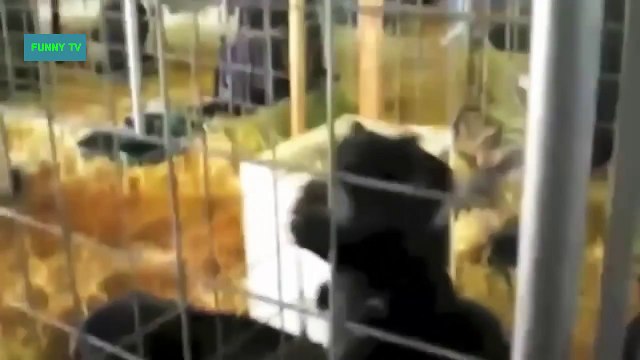 Funny Videos - Funny Cats - Funny Pranks - Funny Animals Videos 2015