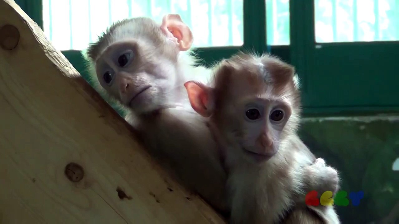 귀여운 아기 원숭이 ( Cute Baby Monkey )