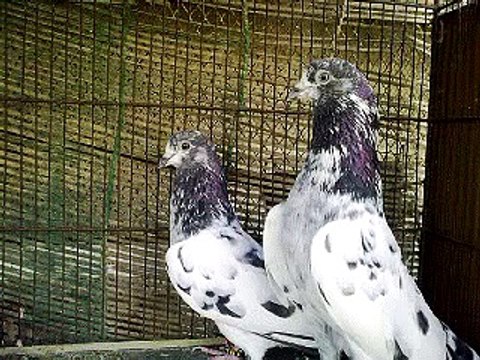 Pakistani high -flying pigeons (Malai Walay) +923333056522