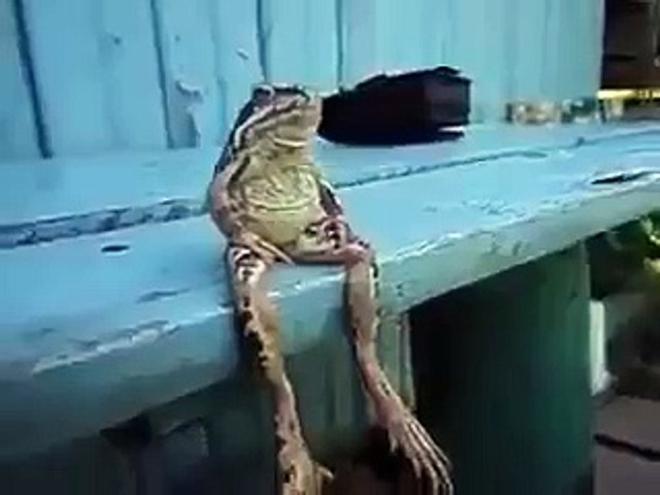 frog or a toad