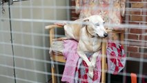 Support Adoption For Pets £10m Celebration Grants